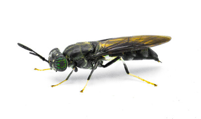 Wall Mural - black soldier fly - Hermetia illucens - common widespread fly of the family Stratiomyidae known for recycling organic waste and generating animal feed. Isolated on white background. Side profile view