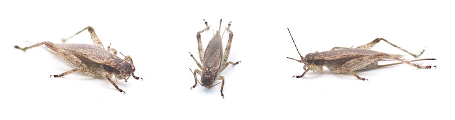 Wall Mural - Brown false Jumping Bush Cricket - Hapithus luteolira - is a species of cricket in the family Gryllidae. It is found in North America. isolated on white background three views