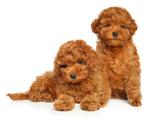 Naklejka na meble Two Toy poodle puppies pose on a white background