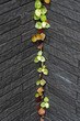 黒レンガ壁に緑の植物が張ってる写真　Photo of a black brick wall with green plants