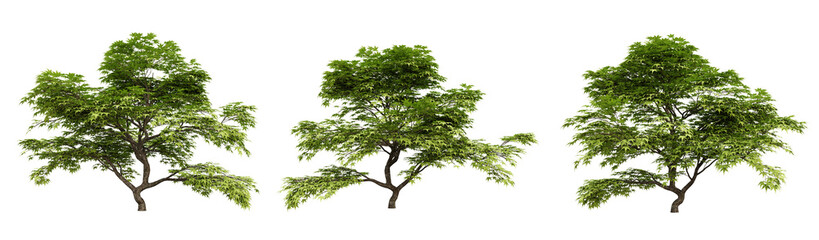 Wall Mural - acer palmatum trees on transparent background, 3d render illustration.