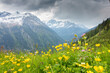 Blumenwiese mit Blick in die Alpen