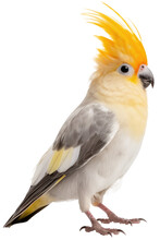 A Cockatiel Bird Isolated On A White Background, Generative AI