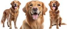 Collection Of Three Dogs, Happy Golden Retrievers Set (portrait, Sitting And Standing) Isolated On White Background As Transparent PNG, Generative AI Animal Bundle