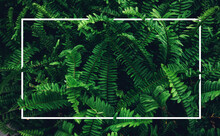Frame Ferns In The Forest. Natural Floral Fern Background. Natural Green Fern Pattern. Close Up Fern Leaves.