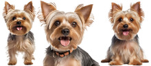 Collection Of Three Dogs, Happy Yorkshire Terrier Set (portrait, Sitting And Standing) Isolated On White Background As Transparent PNG, Generative AI Animal Bundle