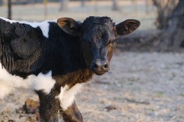 Sticker - Calf face portrait shows crossbred beef baby cow in farm field looking at camera closeup.