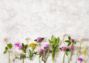 Wall Mural - medical flowers herbs, alternative medicine healthy lifestyle. clover milfoil tansy rosebay