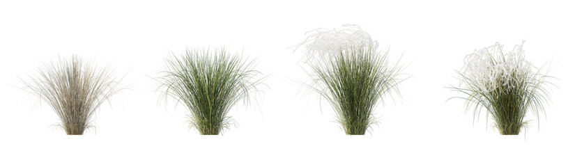 Wall Mural - Set of Stipa pennata common name European feather grass or Orphan maidenhair grass isolated png on a transparent background perfectly cutout high resolution