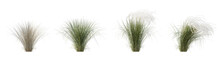 Set Of Stipa Pennata Common Name European Feather Grass Or Orphan Maidenhair Grass Isolated Png On A Transparent Background Perfectly Cutout High Resolution