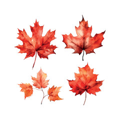 Wall Mural - Beautiful watercolor red maple leaf Canada day white background.