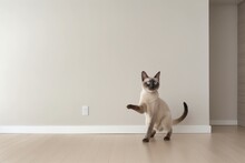 Full-length Portrait Photography Of A Cute Siamese Cat Scratching Against A Minimalist Or Empty Room Background. With Generative AI Technology