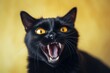 Environmental portrait photography of a funny bombay cat growling against a minimalist or empty room background. With generative AI technology