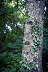 Vine crawling over tree trunk