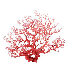 A Color Coral Isolated On Transparent Background Cutout