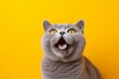 Studio portrait photography of a smiling british shorthair cat meowing against a vibrant colored wall. With generative AI technology