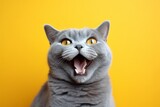 Fototapeta Zwierzęta - Studio portrait photography of a smiling british shorthair cat meowing against a vibrant colored wall. With generative AI technology