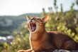 Group portrait photography of a funny abyssinian cat yawning against a beautiful nature scene. With generative AI technology