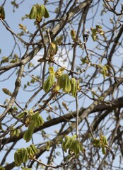 Poster - chestnut tree with growing flowers and leaves at spring