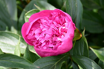 Wall Mural - pink peony closeup in the garden. top view