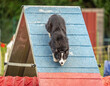a cute border collie does agility