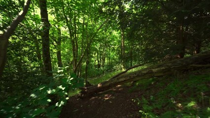 Wall Mural - Walking along a woodland trail with a fallen tree