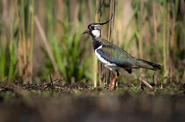 Sticker - Northern lapwing bird close up ( Vanellus vanellus )