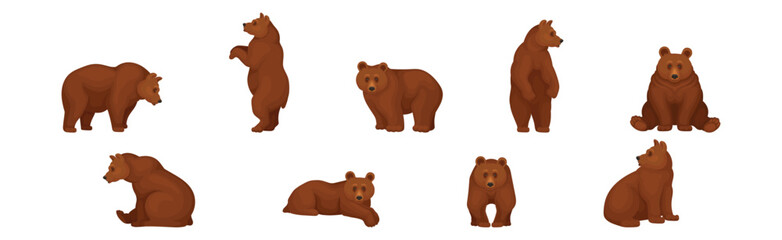 large brown bear in different pose vector set