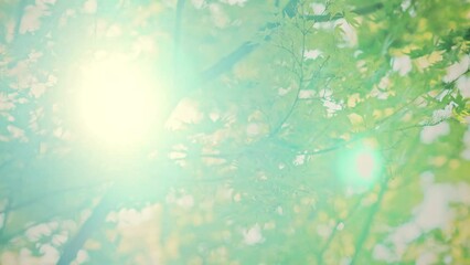 Wall Mural - Green maple leaves with bokeh light sunrise in the park, Spring and summer, Young green spring tree background	
