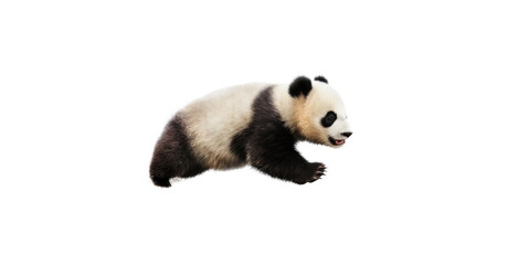 Wall Mural - a cute Giant panda bear cub in motion, running, Wildlife-themed, cutout, isolated, photorealistic illustrations in a PNG. Generative AI