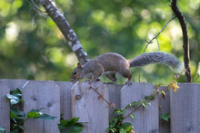 A Squirrel On A Wooden Fence With A Green And Yellow Background.