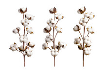 Set Of Cotton Branches Isolated On On Transparent Background. Delicate Cotton Flowers Collection.