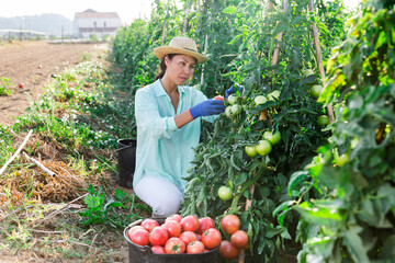 Wall Mural - Asian adult woman picking ripe red tomatoes in vegetable field.