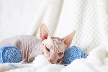 A cute Canadian Sphynx kitten lies next to skeins of colorful yarn. Funny and unusual pets