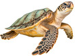 Green sea turtle isolated on a white background, generative AI