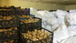 Plastic crates with potatoes and white sacks of potatoes in the refrigerated warehouse. Storage of fresh potatoes