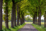 Fototapeta Sypialnia - Countryside road with the trees on the side in spring, The Pieterpad is a long distance walking route in the Netherlands, The trail runs from northern part of Groningen to end just south of Maastricht