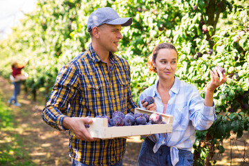 Portrait of young man and woman farmers standing in greenery of summer orchard holding box of ripe purple plums in hands, happy with rich harvest. Successful gardening concept