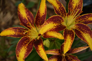 Poster - Red and Yellow Lilies