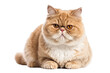 Exotic shorthair cat isolated on transparent background. Generative AI