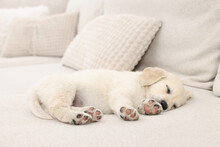Cute Little Puppy Sleeping On Beige Couch