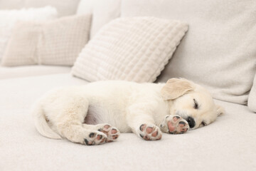 Cute little puppy sleeping on beige couch