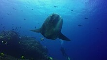 Mola Mola Sunfish