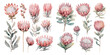 watercolor protea clipart for graphic resources