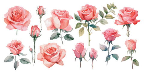 watercolor pink rose clipart for graphic resources