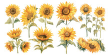 Watercolor Sunflower Clipart For Graphic Resources