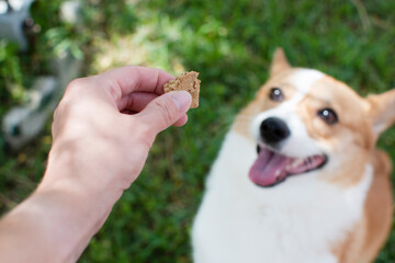 Offering a treat to a dog. Dog treat cookie for a Pembroke Welsh Corgi.