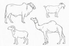 Set Of Domestic Animal Line Drawing. Cow Goat Sheep And Camel For Qurbani