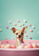 Cute chihuahua dog in a small bathtub with soap foam and bubbles, cute pastel colors.
