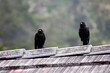 Two Black Birds Standing On Top Of Roof